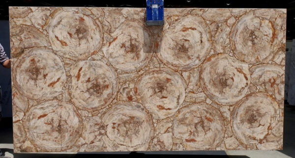 Petrified wood cremo circular
