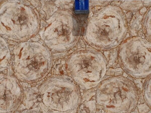 Petrified wood cremo circular